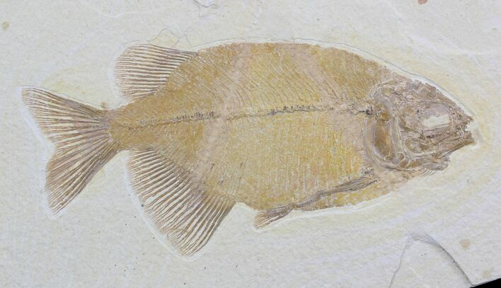 Phareodus Fish Fossil - Excellent Specimen #36938